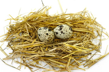 Naklejka na ściany i meble Quail eggs in a straw nest isolated on white background.