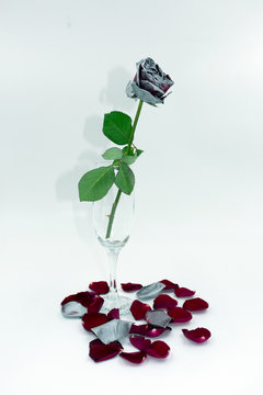vertrocknete rot-silberne Rose im Sektglas mit Schatten