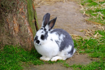 Rabbit with black and white fur on the green grass.