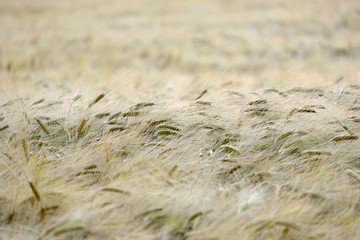 Yellow spikes in cultivated agricultural field. Early farming stage. Agriculture concept. Space for text.