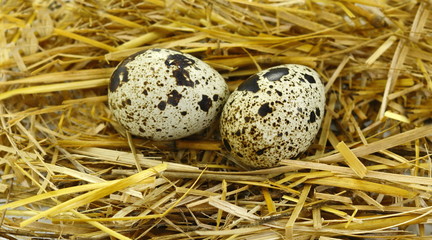 Naklejka na ściany i meble Quail eggs in a straw nest
