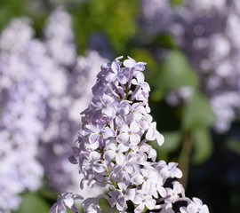 Obraz premium Flowers blooming lilac. Beautiful purple lilac flowers outdoors.