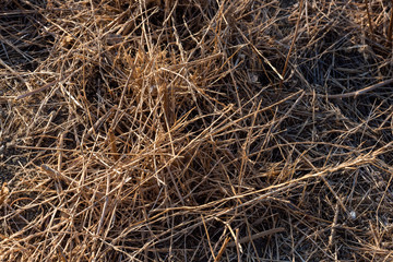 abstract grass