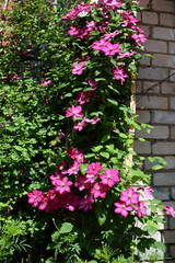 Fototapeta na wymiar pink clematis in the garden