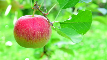 Reife rote Äpfel - Apfelbäume - Obstgarten in Südtirol
