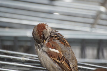 Wróbel ,ptak podczas toalety ,ptak © LBanacki