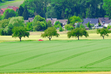 View on the agricultural fields with grain in Germany.
