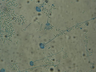 Aspergillus sp