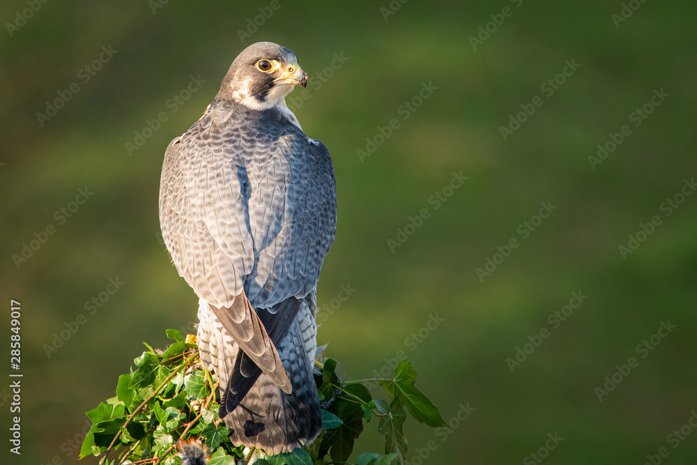 Poster A full length portrait of a peregrine falcon from behind. It is perched on a post looking to the right with a natural green background. There is copy space around it.