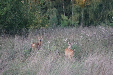 Sarny ,jeleniowate ,dzikie zwierzęta  © LBanacki