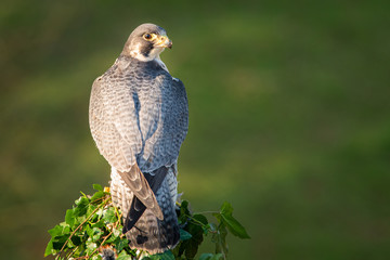 A full length portrait of a peregrine falcon from behind. It is perched on a post looking to the...