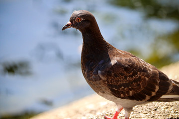 UK Pigeon by a river