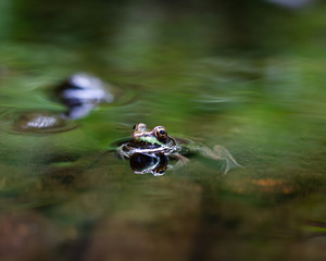 Green Frog in Stream with Reflected Trees