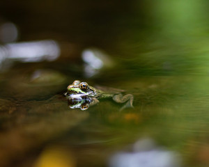 Green Frog in Stream with Forest Reflections