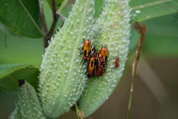 Large Milkweed Bugs Swarming on Milkweed Pods