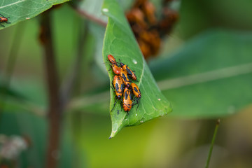 Fototapeta na wymiar Large Milkweed Bugs Swarming on Milkweed Leaf