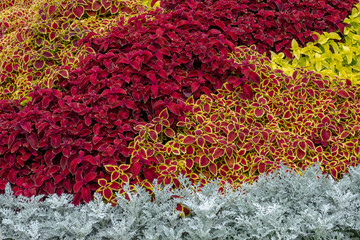 A flower bed with silver cineraria, a red coleus in a city park on a summer day. Landscape design. Floral background