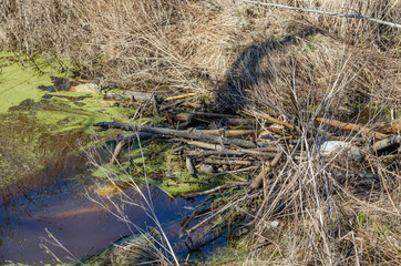Typical beaver dam and swamp. Beaver dams or beaver impoundments are dams built by beavers. Structures modify the natural environment.