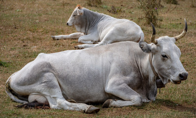 White cown at rest