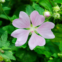 Flower Head of Tree Mallow (Lavatera maritima)