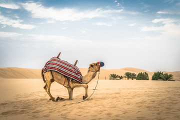 a camel kneeling in the desert sand