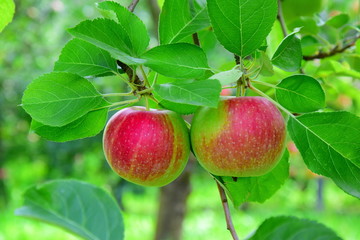 Äpfel - Apfelbäume -  Apfelernte in Südtirol