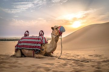 a camel laying in the desert sand