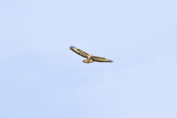 Common Buzzard-Buse variable ( Buteo buteo)