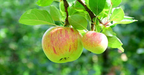 Streuobstwiese - Äpfel  isoliert vor Apfelbäumen