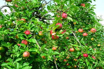 Streuobstwiese, Apfelbäume, rote saftige Äpfel am Baum