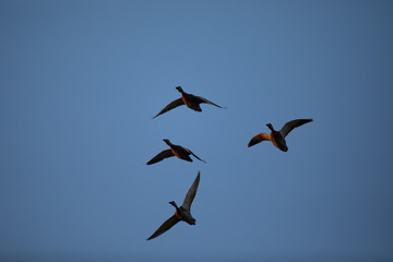 Wild ducks flying in last light of the day light, seen in a North California marsh