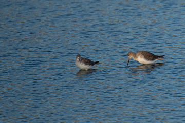Short-billed dowitchers, seen  in a North California marsh