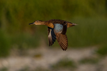 Wild ducks flying, seen in a North California marsh