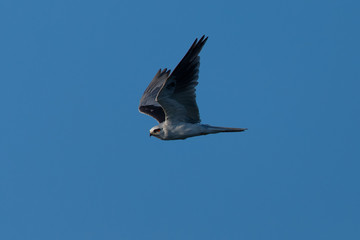 Close-up of a young white-tailed kite flying in the wild, seen in North California 