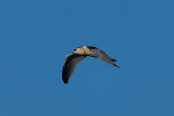 Close-up of a young white-tailed kite flying in the wild, seen in North California 
