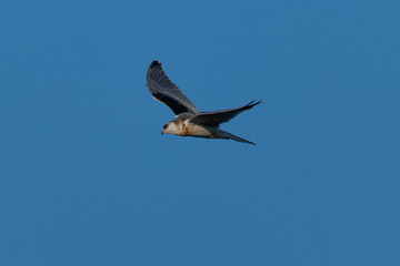 Close-up of a young white-tailed kite flying in the wild, seen in North California 