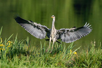 Grey heron-Héron cendré (Ardea cinerea)