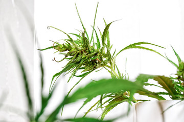 Ripe dry tops of hemp plant - cannabis on a background. Psychotropic substances and medicine. Hydroponic Technologies. Party and relaxation