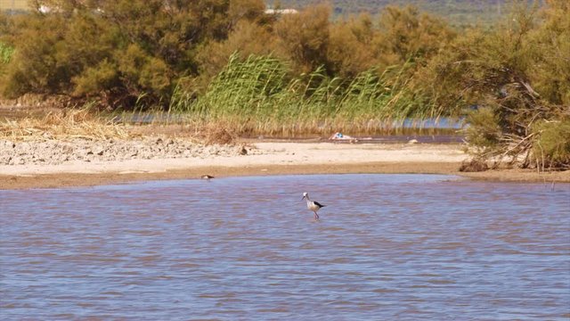 Black winged stilt (Himantopus himantopus) and common sandpiper (Actitis hypoleucos) hunting insect larvae in the silt of a shallow swamp. Clearly example of the evolutive advantage of wading  birds