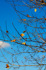 last autumn leaves against the blue sky
