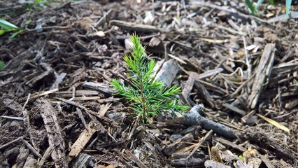 Small Evergreen in the Garden