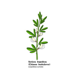 Illustration of Sericea lespedeza, Chinese bushclover, hand drawing.