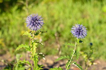 Closeup of Echinops flowers on a meadow
