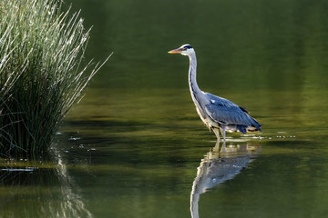 Grey heron-Héron cendré (Ardea cinerea)