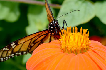 Monarch Butterfly and Flower