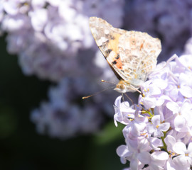 Butterfly Vanessa cardui on lilac flowers. Pollination blooming