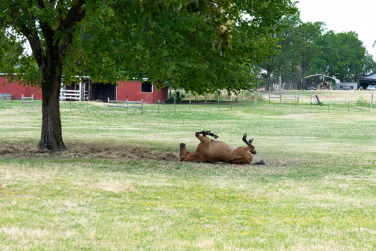 Light brown horse rolling on its back under tree