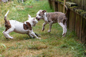 Obraz na płótnie Canvas Two Twelve Week Old Mixed Breed Puppies playing