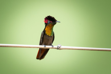 A Ruby Topaz hummingbird perches alone on a bamboo perch with a light background. © Chelsea Sampson