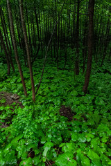Scenic forest of fresh green trees